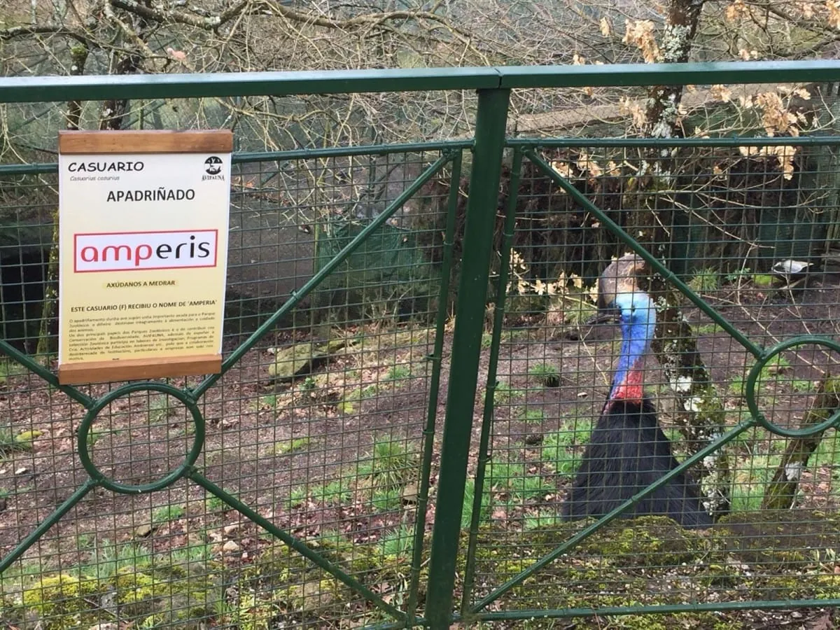 Casuario Amperia nel centro di conservazione Avifauna